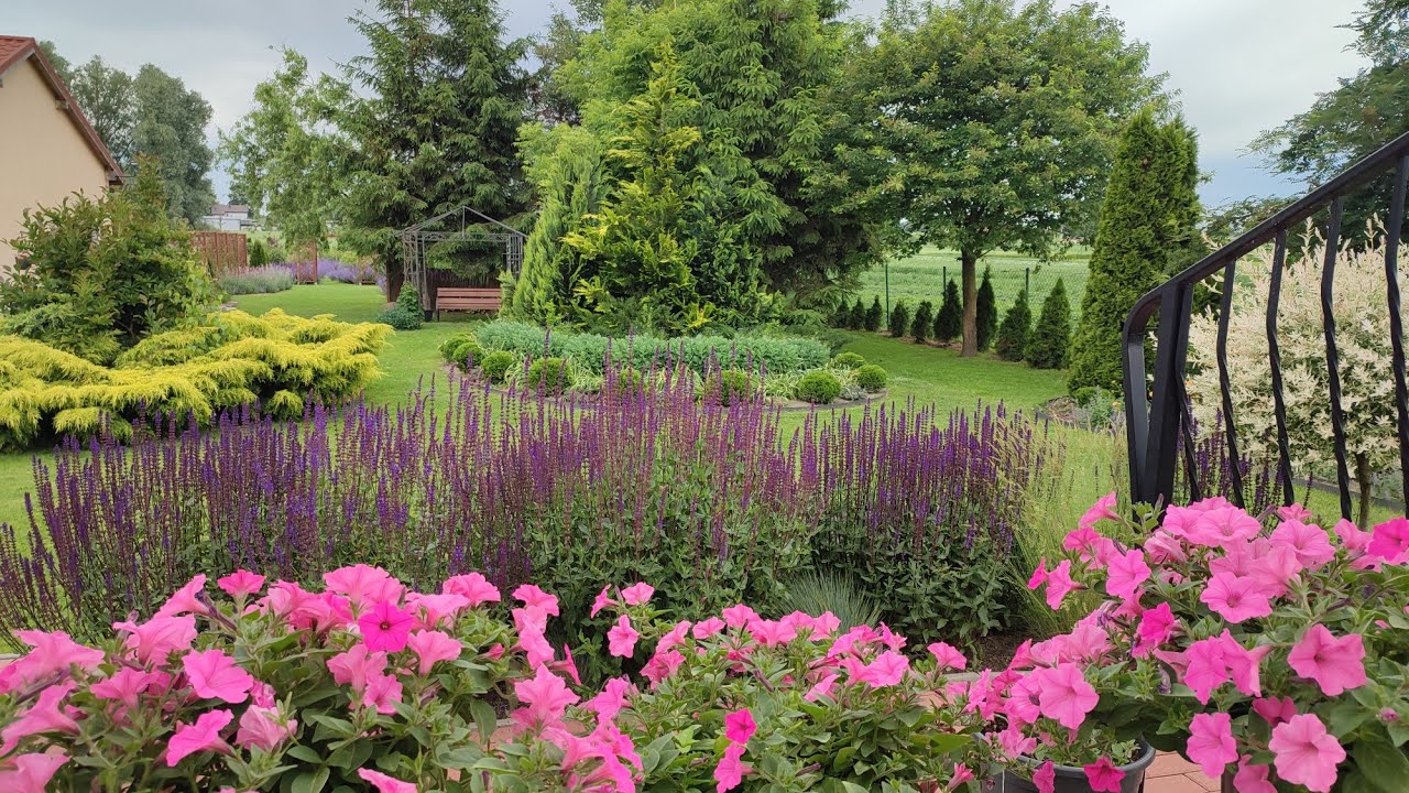 Poranek w ogrodzie 🏡 Kwitnące cuda na rabatach🌸6.06.25🌸