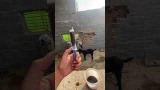 #punjabisong #puttjattda #punjabimusic #bakrifarming #goat #pindvloge #shortsvideo #viralshorts #pin