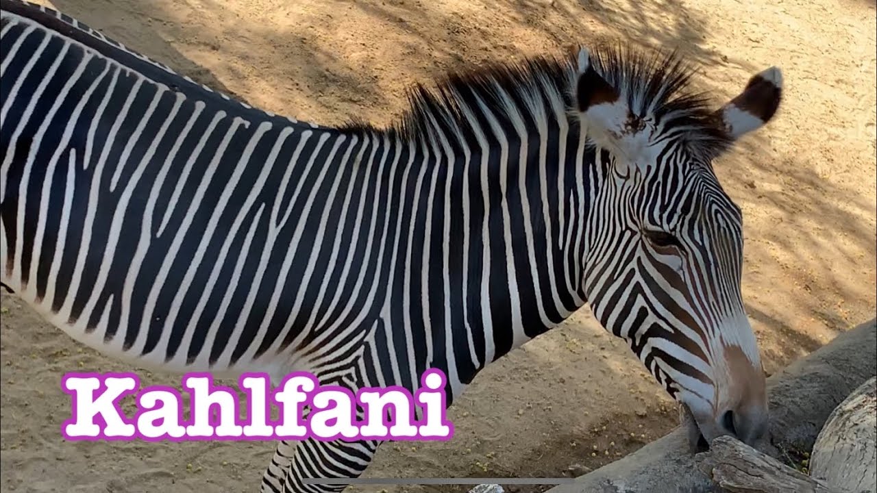 Grevy’s Zebra 🦓 Kahlfani family 💎 Los Angeles Zoo