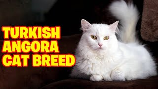 Turkish Angora Cat Breed 101