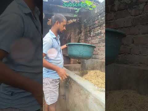 Village life 🌾🌾🌾#ytshorts #youtubeshort #honnysingh #desi #vlog #viral