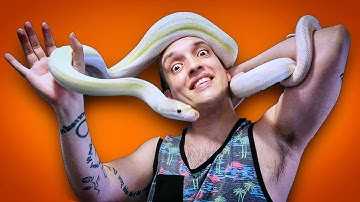 Super Dwarf Reticulated Python - From Striking To Stroking!