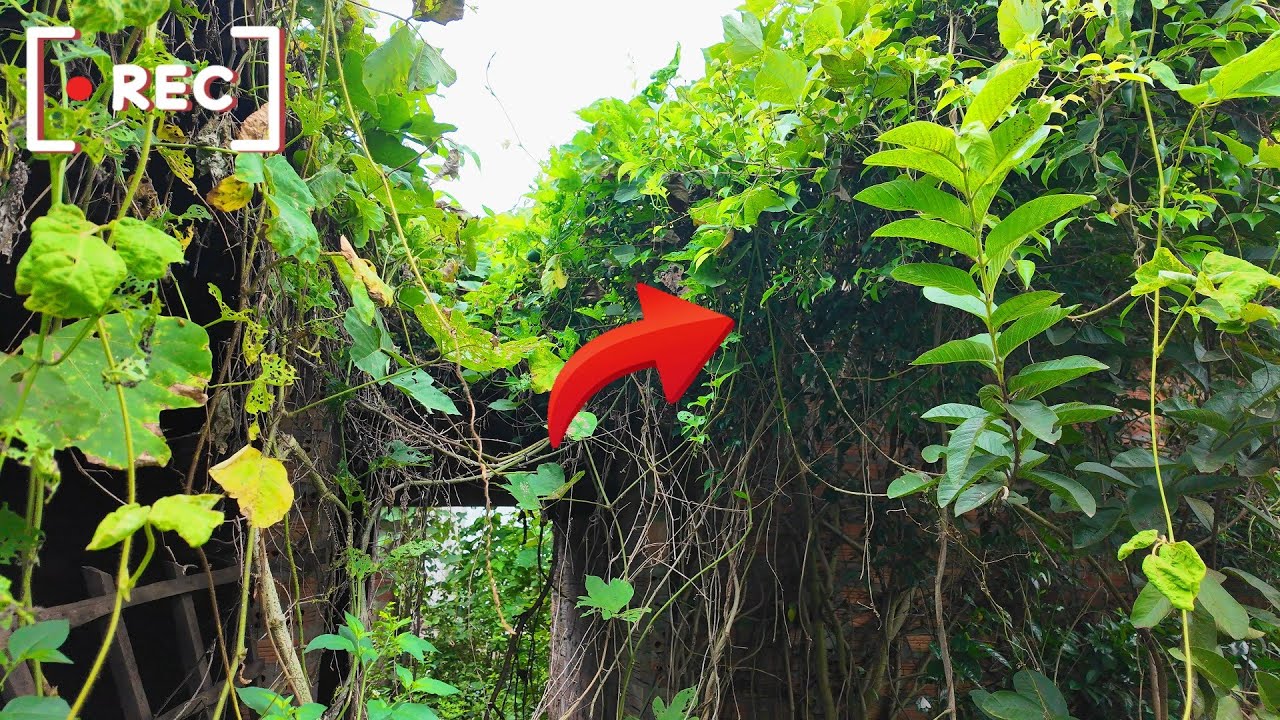 Tái Sinh Ngôi Nhà Bỏ Hoang 10 Năm, Cưa Cây Chuyên Nghiệp (Phần 2)