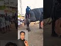 شوف بيركبوا الفيل ف الهند ازاي اكسبلور 