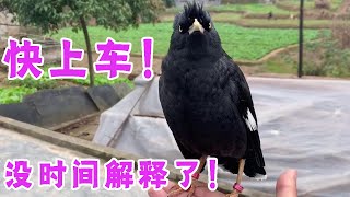 Two myna birds with temperaments and personality started talking to each other after they met