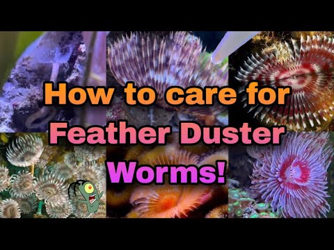 Video: Feather Duster Tsob Ntoo Info: Kawm Txog Brazilian Feather Duster Tree Care