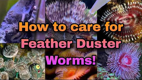 The Secrets of Feather Dusters: Care Tips for Non-Photosynthetic Invertebrates