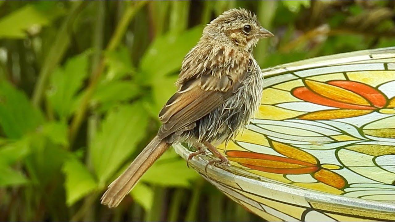 pic flamboyant quebec Song Sparrow taking a bath