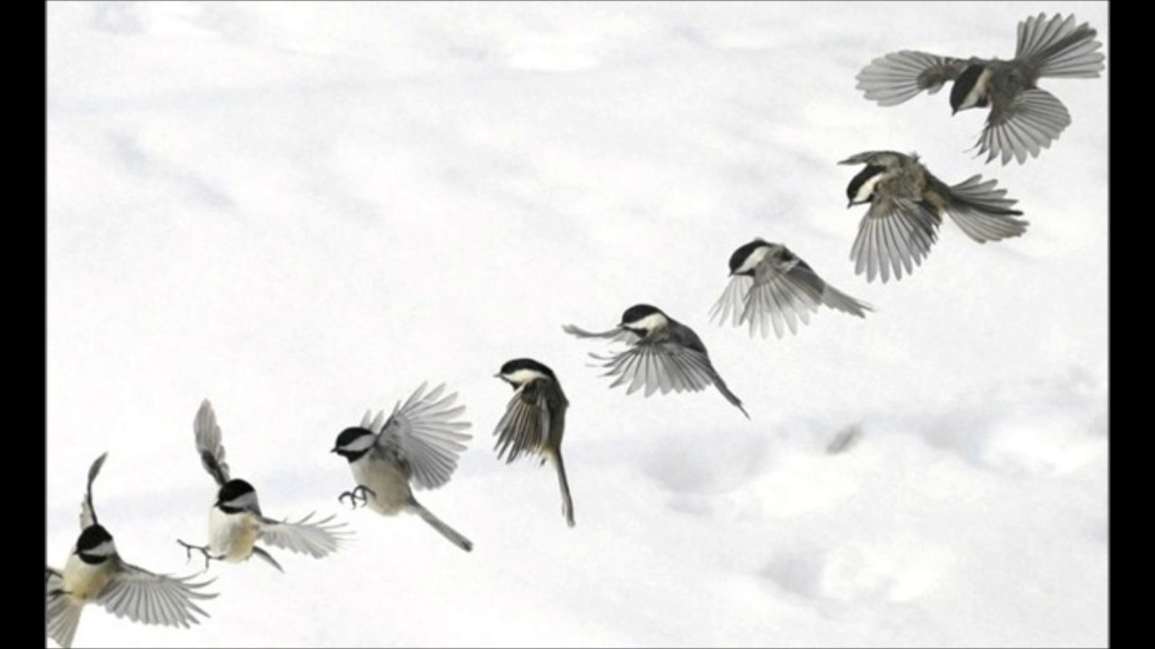 Alan Bullard: Choristers of Flight - YouTube