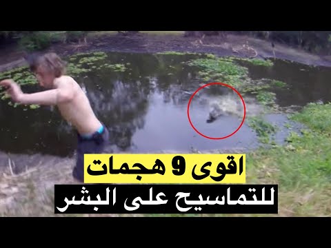 فيديو: تمساح ميسيسيبي: موطن ، طعام ، صورة