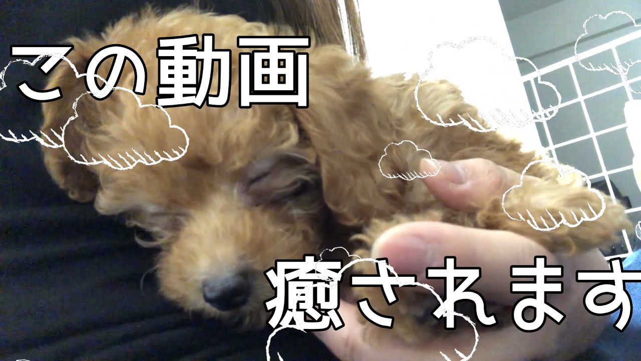 癒される動画 可愛い子犬 眠たいトイプードル Youtube