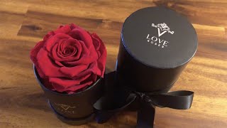 VLove Forever Preserved Roses in a Box (Amazon Vine review)