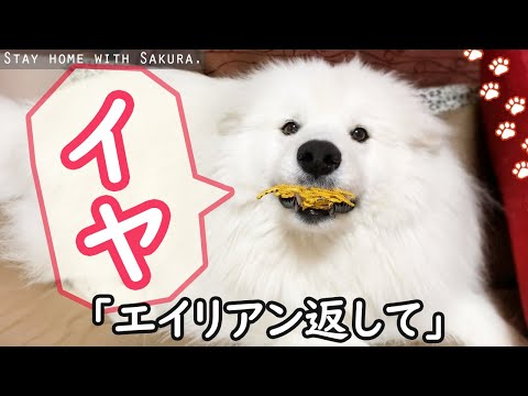 ニャンコのおもちゃを離さないサモエドさくら
