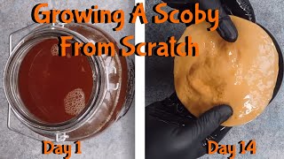 How To Grow A New Kombucha Scoby (symbiotic culture of bacteria and yeast)