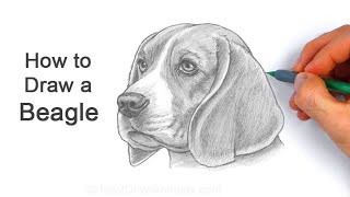How to Draw a Beagle