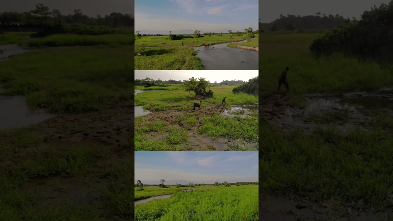 Assam rural beauty ..