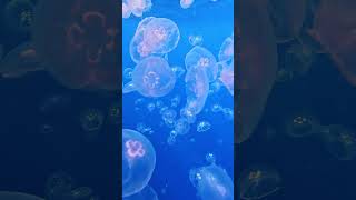 Surrounded by a Swarm of Jellyfish 🎬 Francesca Bertani #Shorts #Jellyfish
