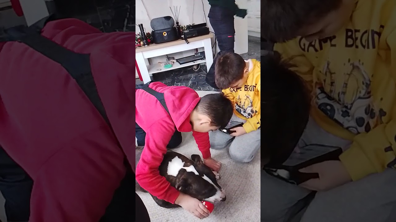 Любящая собака