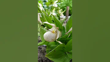 Венерин башмачок сорта Плуто. Cypripedium Plyto