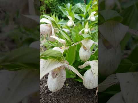 Венерин башмачок сорта Плуто. Cypripedium Plyto