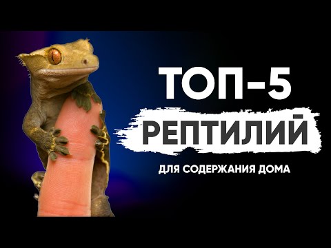 Мой Топ-5 рептилий для содержания дома