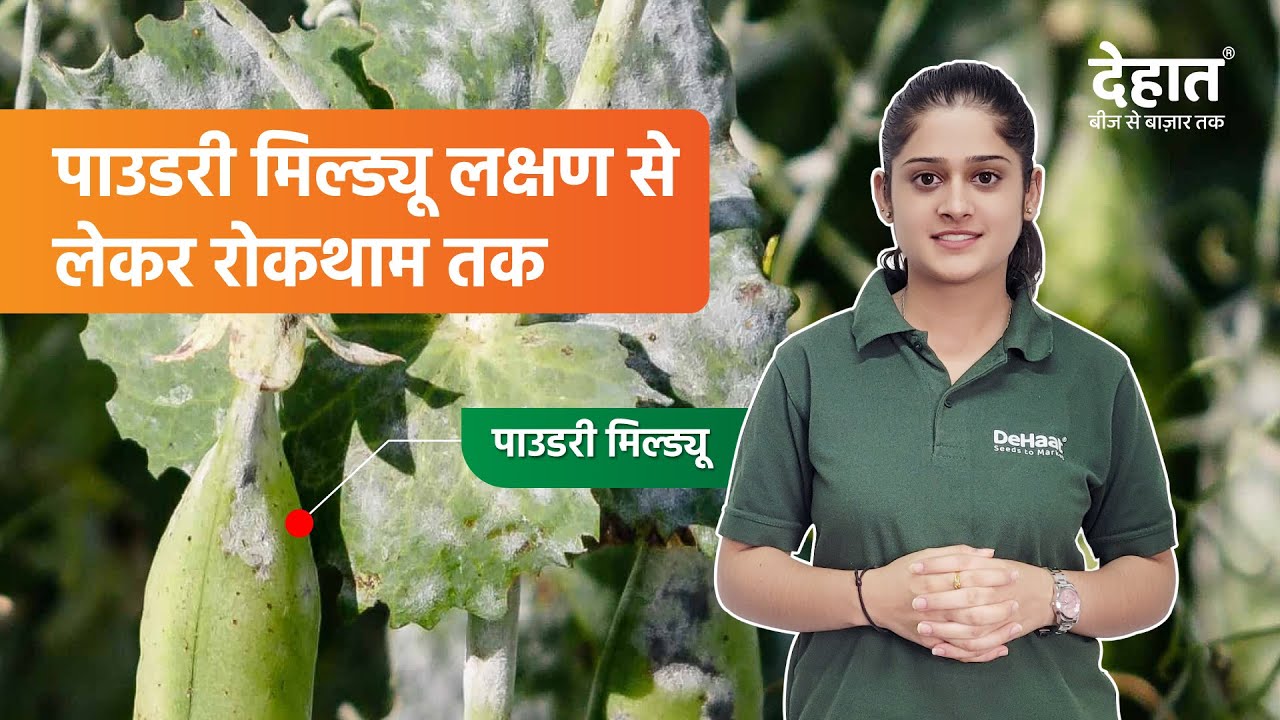 Matar me Powdery Mildew ki Roktham Powdery Mildew of Pea YouTube
