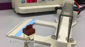 Creation of a Pooled Library