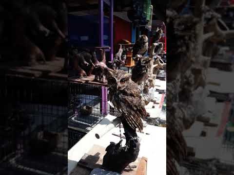 Video: Nakamamanghang himalang bird waxwing