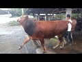 SAPI 1 TON