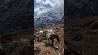 Mules carry goods in Nar Phu Valley in the Annapurna region of the Himalayas Manang, Nepal