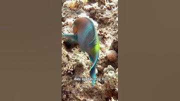 🐠 CÁ MÓ VẸT – NGHỆ NHÂN TẠO NÊN CÁT TRẮNG GIỮA ĐẠI DƯƠNG | Bảo vệ động vật hoang