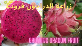 طريقة زراعة فاكهة الدراجون فروت (فاكهة التنين) من العقل بكل سهولة how to grow Dragon fruit easy