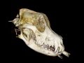 3D Canine Skull Melanoma – Veterinary CT Scanner