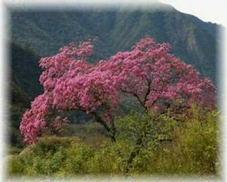 Armando "Rabito" Velez FOLKLORE ARGENTINO