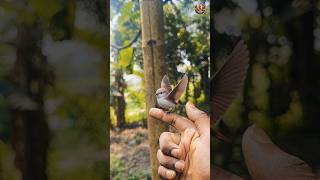 This bird amazes my eyes because is very beautiful🥰#Magicalbirds #Aitouch  #tinyfantasyworld #shorts