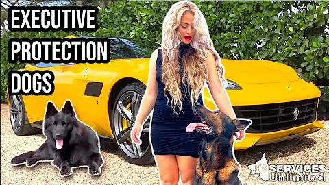 Executive Protection Dogs // You Can't Afford to Not Own One!