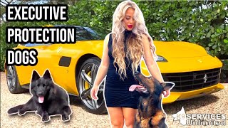 Executive Protection Dogs // You Can't Afford to Not Own One! screenshot 1