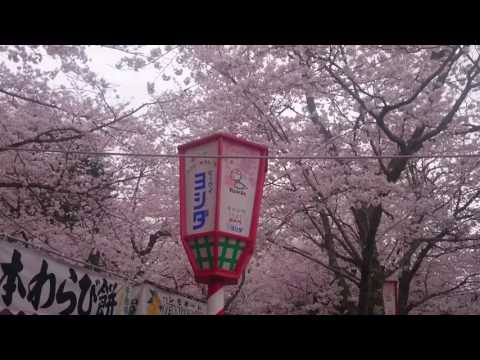 鳥取県 倉吉市 打吹公園 桜