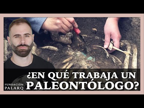 Horas De Trabajo Típicas De Un Paleontólogo