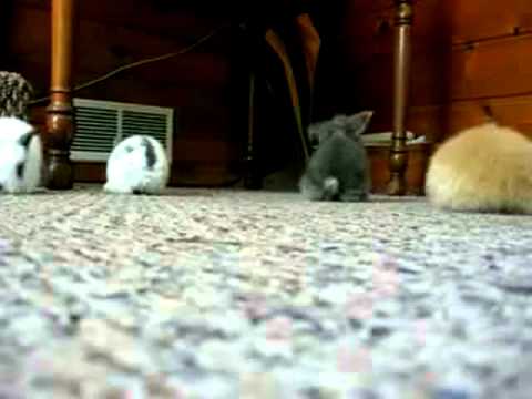 Peter Gabriel: "We Do What We're Told (Milgram's 37)"