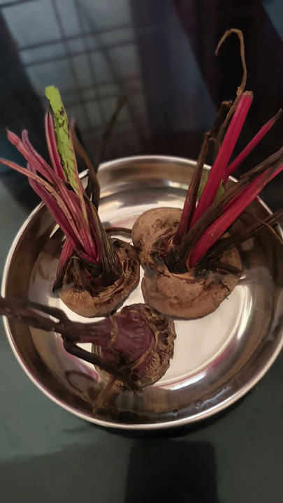 Beetroot ൽ നിന്നും പുതിയ beetroot @babithasanudas #trendingshorts #dailyvlog #beetroot #farming