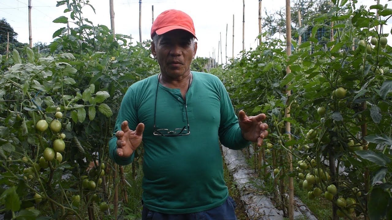 How to Trellis Tomato on Rainy Season || By: Tata Johny's Tv || Vlog #31