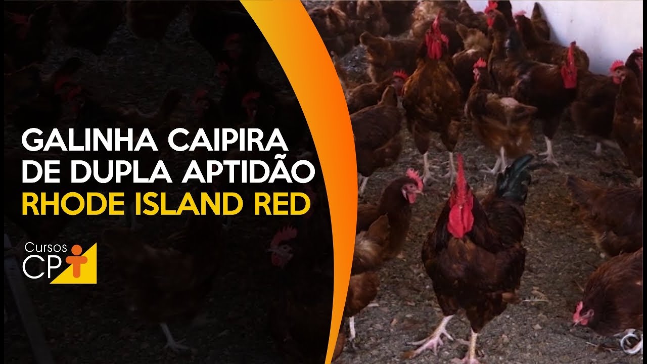 Galinha caipira da raça Rhode Island Red, ideal para quem quer lucrar com a produção de ovos e carne