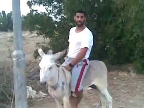 يا حجي حمار مش بنا