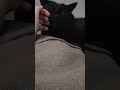 my cat :)