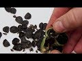 HIPPEASTRUM POLLINATION | GETTING A LOT OF SEEDS FROM THE FLOWER