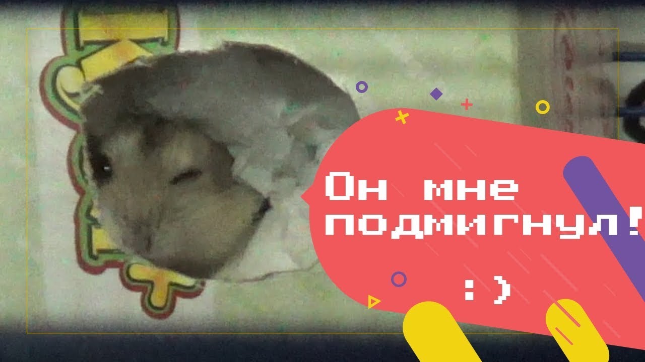 НОВЫЙ ПИТОМЕЦ МАЛЫШ ХОМКА, ОЧЕНЬ ПУГЛИВЫЙ!