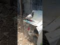 #wow #nicevideo #animals #animalshorts #animallovers #birds #pigeon #pigeonlover #viral #shorts #fyp