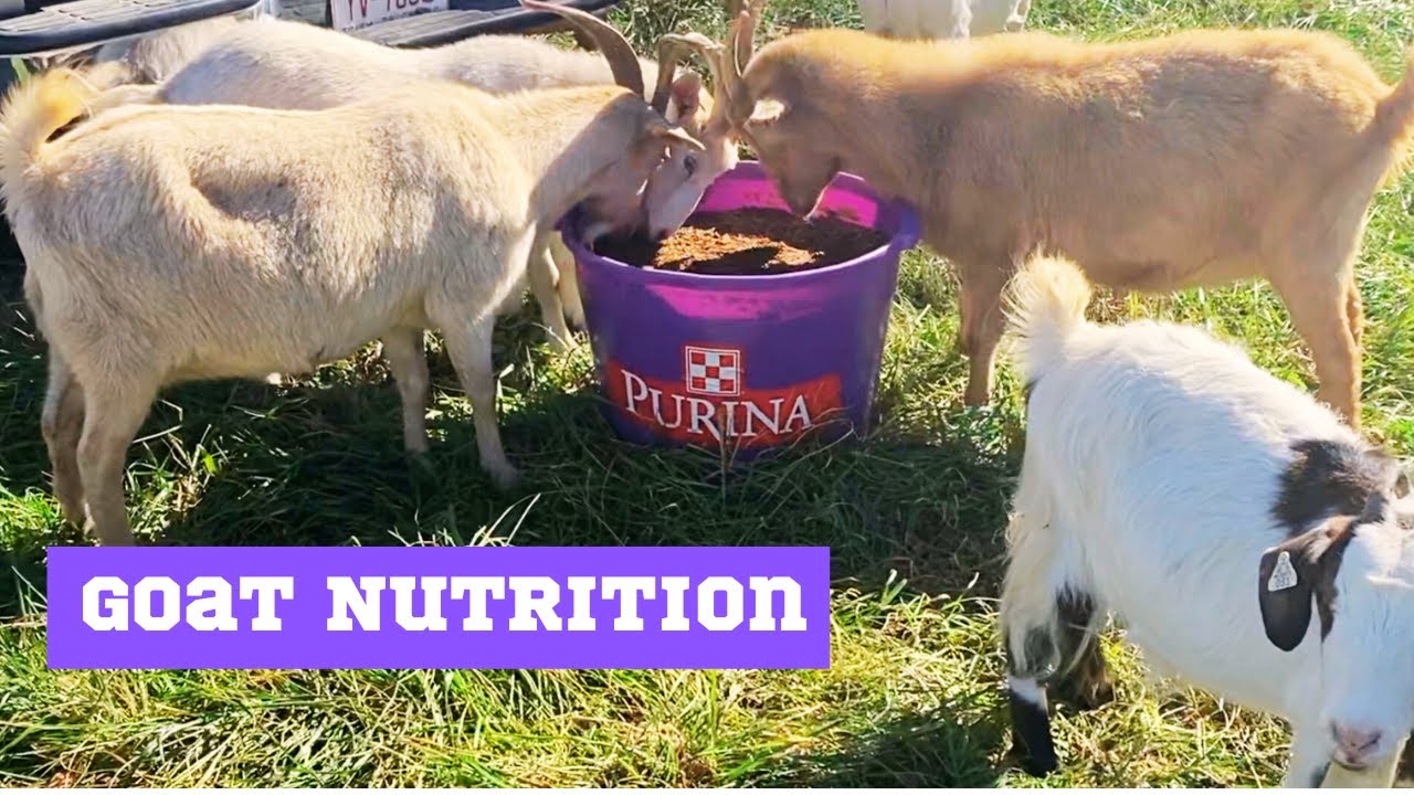 Will the Purina Accuration Tubs work for our Goats? Goat nutrition 