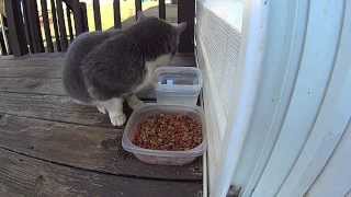 Cardinals, squirrels & cats eating cat food on my deck. shot with the
sony hdr-as10 action cam.